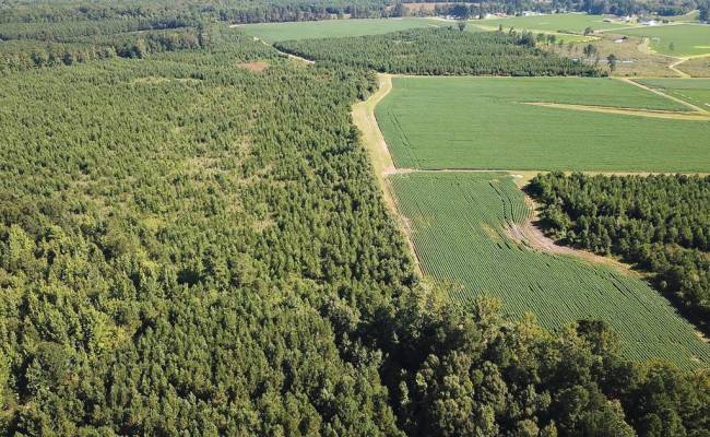132 Acres Beal Road, Southampton County, VA 23874