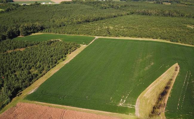 132 Acres Beal Road, Southampton County, VA 23874