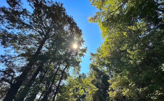 132 Acres Beal Road, Southampton County, VA 23874