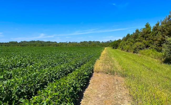 132 Acres Beal Road, Southampton County, VA 23874