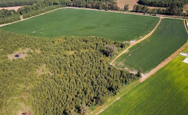 132 Acres Beal Road, Southampton County, VA 23874