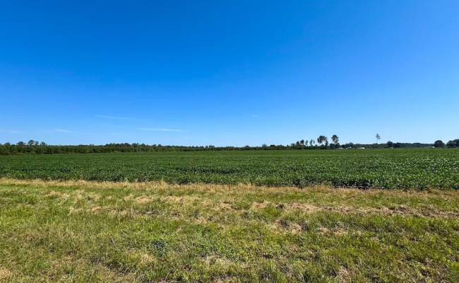 132 Acres Beal Road, Southampton County, VA 23874