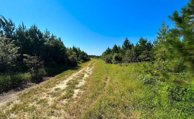 132 Acres Beal Road, Southampton County, VA 23874