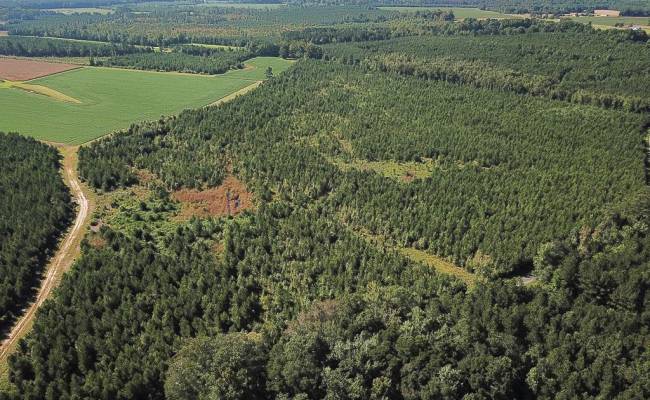 132 Acres Beal Road, Southampton County, VA 23874