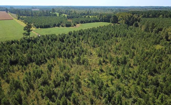 132 Acres Beal Road, Southampton County, VA 23874