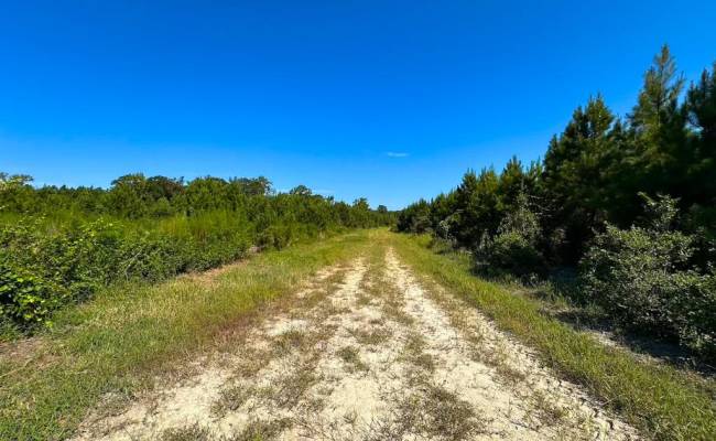 132 Acres Beal Road, Southampton County, VA 23874