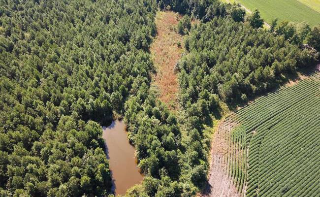 132 Acres Beal Road, Southampton County, VA 23874