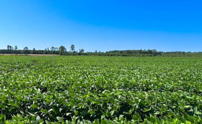 132 Acres Beal Road, Southampton County, VA 23874