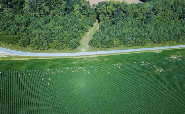 132 Acres Beal Road, Southampton County, VA 23874