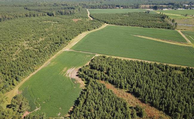 132 Acres Beal Road, Southampton County, VA 23874