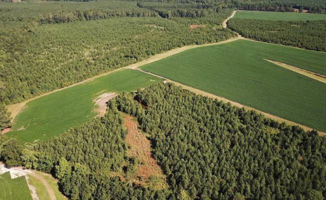 132 Acres Beal Road, Southampton County, VA 23874