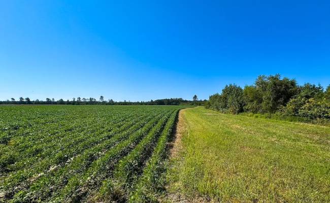 132 Acres Beal Road, Southampton County, VA 23874