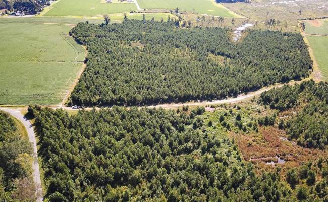 132 Acres Beal Road, Southampton County, VA 23874