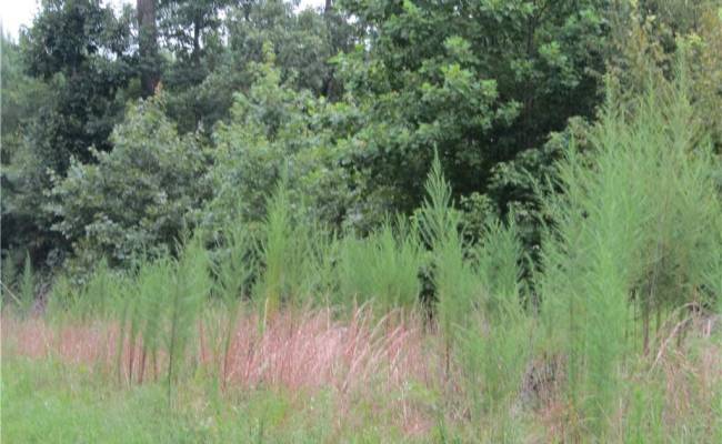 18acs Lewis Drive, Brunswick County, VA 23847