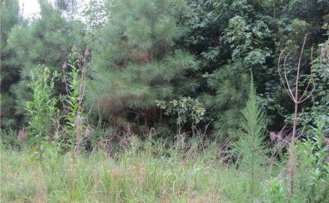 18acs Lewis Drive, Brunswick County, VA 23847
