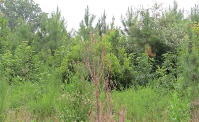 18acs Lewis Drive, Brunswick County, VA 23847
