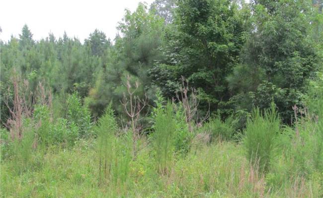 18acs Lewis Drive, Brunswick County, VA 23847