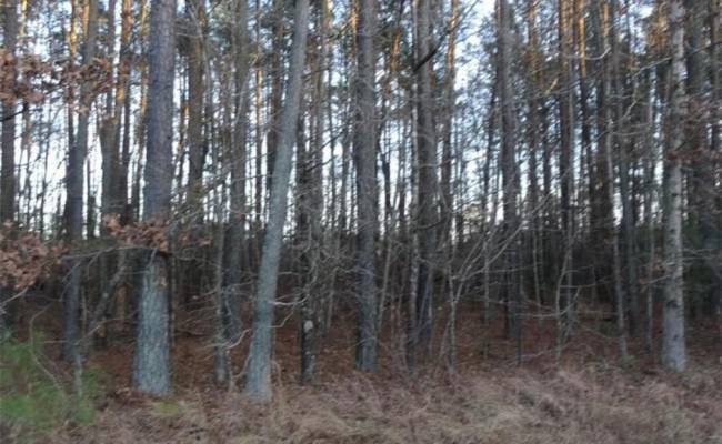 42 AC Strawberry Plaines, Isle of Wight County, VA 23866
