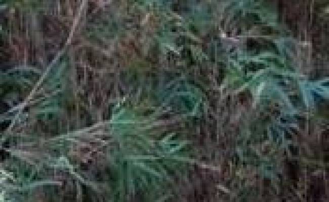 Lot 2 Maple St , Suffolk, VA 23432