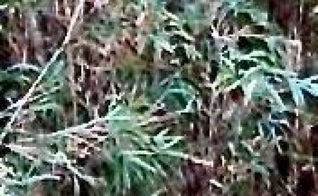 Lot 5 Elm St , Suffolk, VA 23432