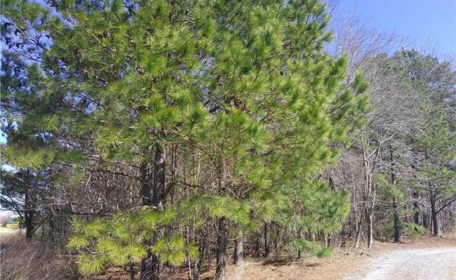 42-7B College Run, Surry County, VA 23846