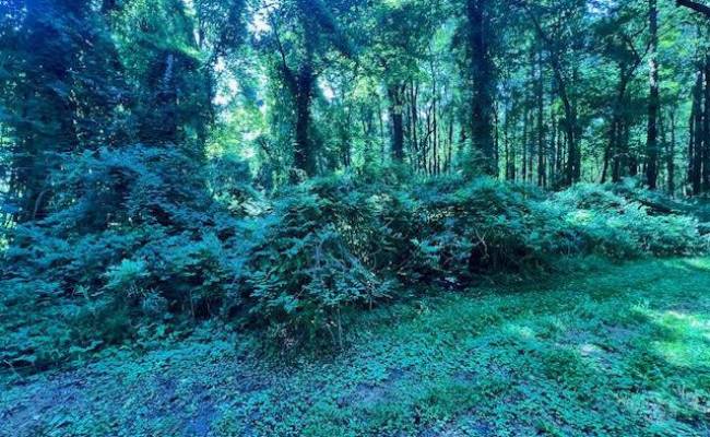 Lot 64 Main Street, Suffolk, VA 23434