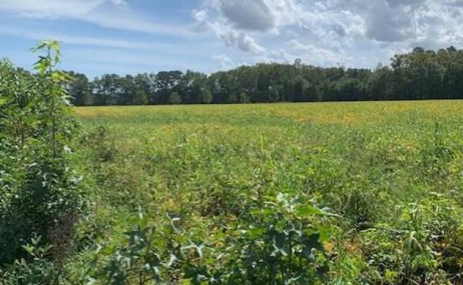 10+ AC Fentress Airfield Road, Chesapeake, VA 23322