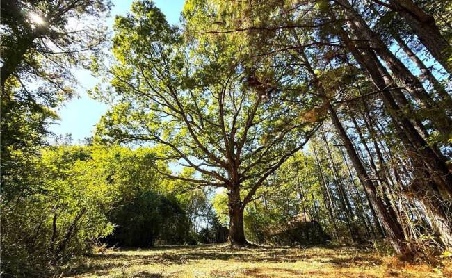 4.56 Little Low Ground Road, Greensville County, VA 23847