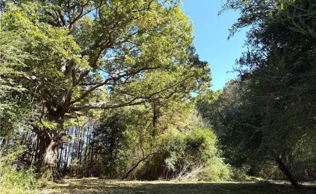 4.56 Little Low Ground Road, Greensville County, VA 23847