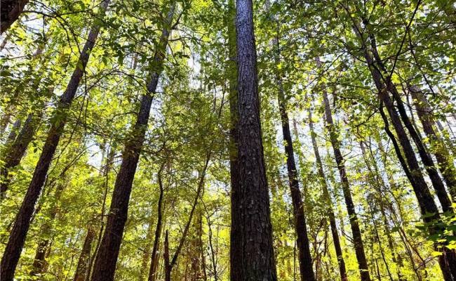 4.56 Little Low Ground Road, Greensville County, VA 23847