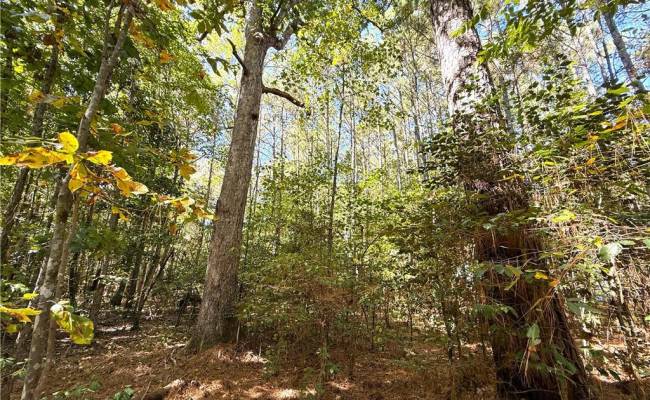 4.56 Little Low Ground Road, Greensville County, VA 23847
