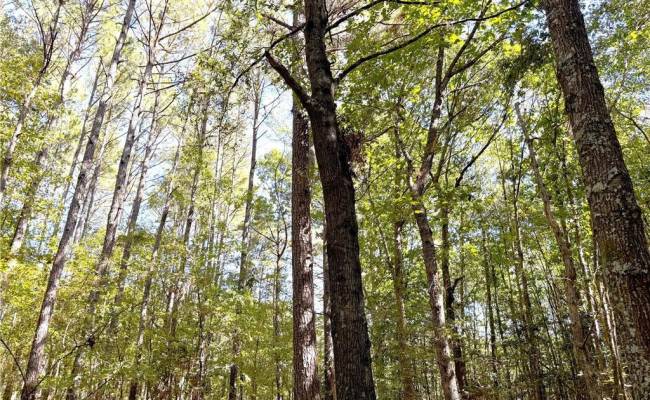 4.56 Little Low Ground Road, Greensville County, VA 23847