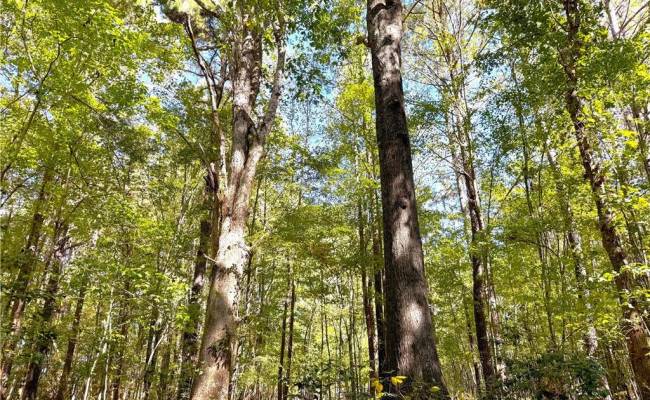 4.56 Little Low Ground Road, Greensville County, VA 23847