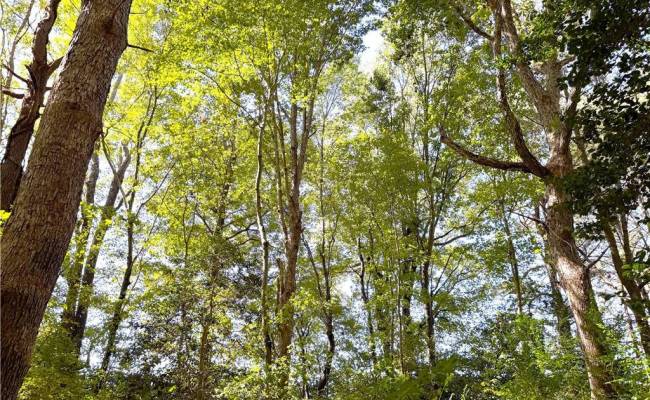 4.56 Little Low Ground Road, Greensville County, VA 23847