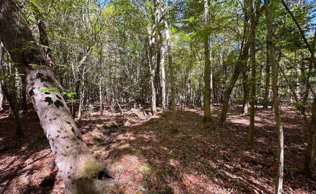 45.5 Acres Cypress Chapel Road, Suffolk, VA 23434