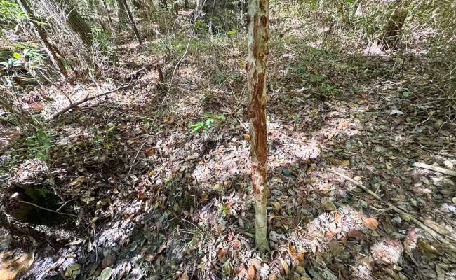 45.5 Acres Cypress Chapel Road, Suffolk, VA 23434