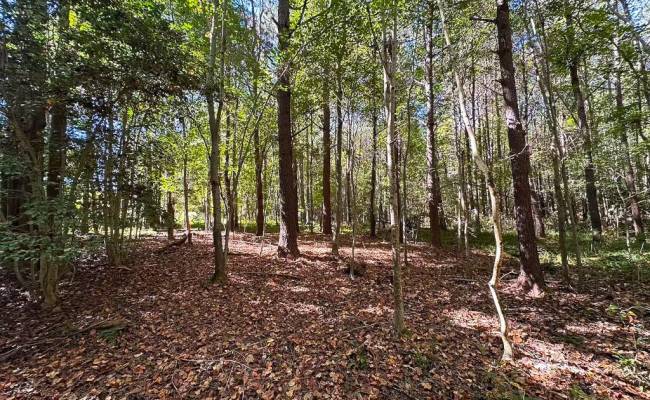 45.5 Acres Cypress Chapel Road, Suffolk, VA 23434