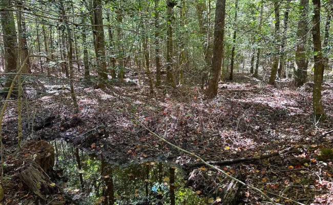 45.5 Acres Cypress Chapel Road, Suffolk, VA 23434