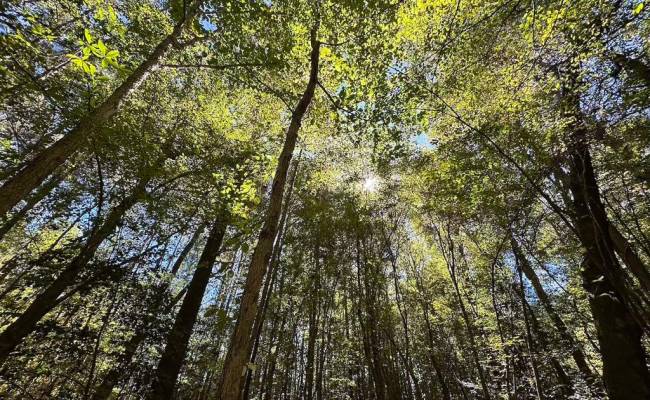 45.5 Acres Cypress Chapel Road, Suffolk, VA 23434