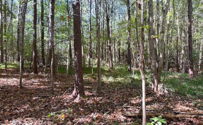 45.5 Acres Cypress Chapel Road, Suffolk, VA 23434