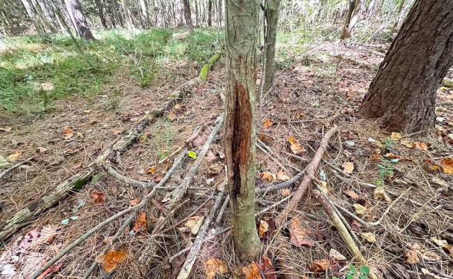 45.5 Acres Cypress Chapel Road, Suffolk, VA 23434