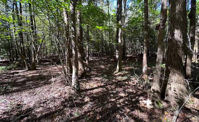 45.5 Acres Cypress Chapel Road, Suffolk, VA 23434