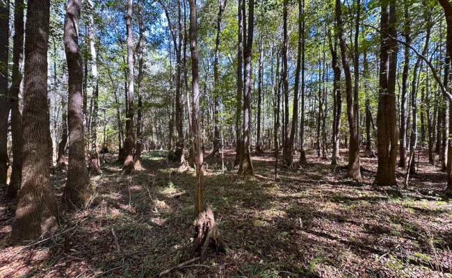 45.5 Acres Cypress Chapel Road, Suffolk, VA 23434