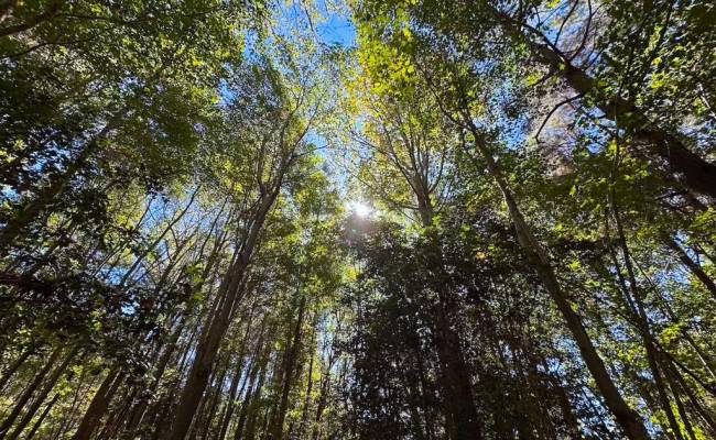 45.5 Acres Cypress Chapel Road, Suffolk, VA 23434