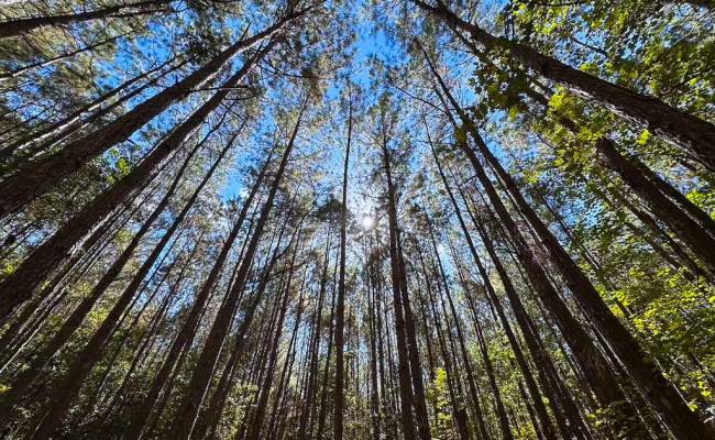 45.5 Acres Cypress Chapel Road, Suffolk, VA 23434