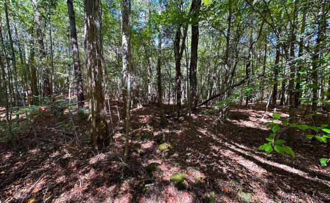 45.5 Acres Cypress Chapel Road, Suffolk, VA 23434
