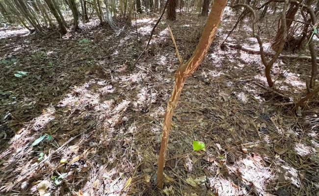 45.5 Acres Cypress Chapel Road, Suffolk, VA 23434