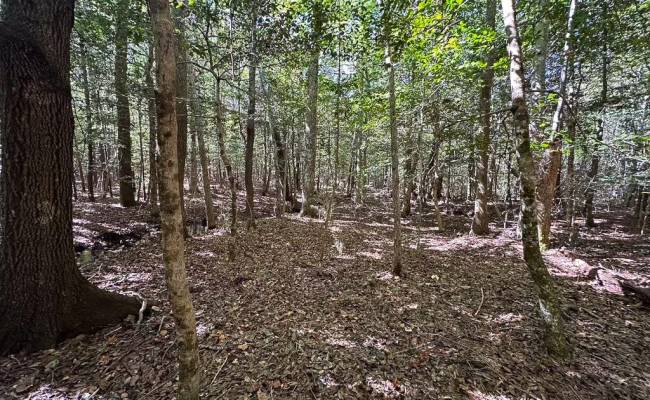 45.5 Acres Cypress Chapel Road, Suffolk, VA 23434