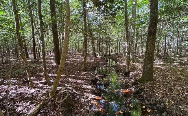 45.5 Acres Cypress Chapel Road, Suffolk, VA 23434