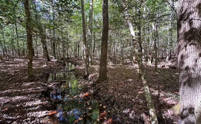 45.5 Acres Cypress Chapel Road, Suffolk, VA 23434